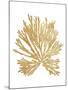 Pacific Sea Mosses II Gold-Wild Apple Portfolio-Mounted Art Print
