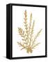 Pacific Sea Mosses III Gold-Wild Apple Portfolio-Framed Stretched Canvas
