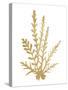 Pacific Sea Mosses III Gold-Wild Apple Portfolio-Stretched Canvas