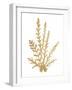 Pacific Sea Mosses III Gold-Wild Apple Portfolio-Framed Art Print