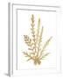 Pacific Sea Mosses III Gold-Wild Apple Portfolio-Framed Art Print