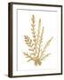 Pacific Sea Mosses III Gold-Wild Apple Portfolio-Framed Art Print