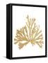 Pacific Sea Mosses IV Gold-Wild Apple Portfolio-Framed Stretched Canvas