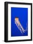 Pacific Sea nettle jellyfish (Chrysaora fuscescens), captive, Vancouver, Canada.-Adrian Davies-Framed Photographic Print