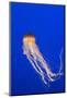 Pacific Sea nettle jellyfish (Chrysaora fuscescens), captive, Vancouver, Canada.-Adrian Davies-Mounted Photographic Print