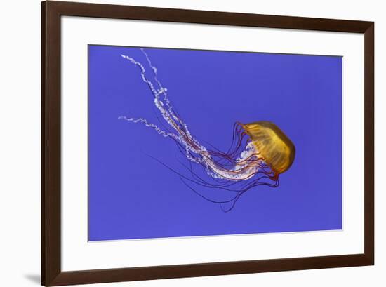 Pacific sea nettle jellyfish, Chrysaora fuscescens, Oregon Coast Aquarium, Newport, Oregon-Adam Jones-Framed Photographic Print