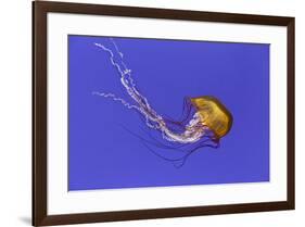 Pacific sea nettle jellyfish, Chrysaora fuscescens, Oregon Coast Aquarium, Newport, Oregon-Adam Jones-Framed Photographic Print