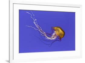 Pacific sea nettle jellyfish, Chrysaora fuscescens, Oregon Coast Aquarium, Newport, Oregon-Adam Jones-Framed Photographic Print