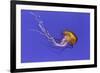 Pacific sea nettle jellyfish, Chrysaora fuscescens, Oregon Coast Aquarium, Newport, Oregon-Adam Jones-Framed Photographic Print