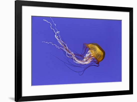 Pacific sea nettle jellyfish, Chrysaora fuscescens, Oregon Coast Aquarium, Newport, Oregon-Adam Jones-Framed Photographic Print