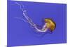 Pacific sea nettle jellyfish, Chrysaora fuscescens, Oregon Coast Aquarium, Newport, Oregon-Adam Jones-Mounted Photographic Print