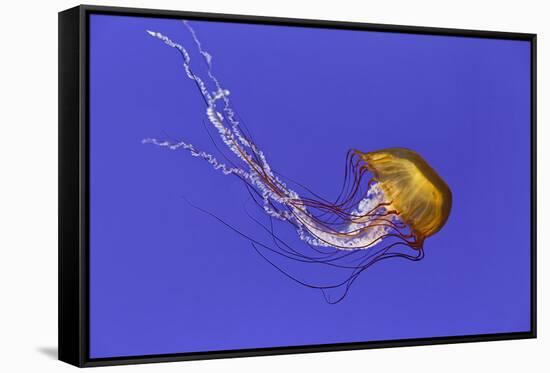 Pacific sea nettle jellyfish, Chrysaora fuscescens, Oregon Coast Aquarium, Newport, Oregon-Adam Jones-Framed Stretched Canvas