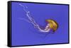 Pacific sea nettle jellyfish, Chrysaora fuscescens, Oregon Coast Aquarium, Newport, Oregon-Adam Jones-Framed Stretched Canvas