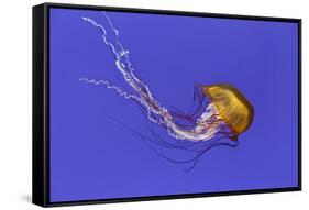 Pacific sea nettle jellyfish, Chrysaora fuscescens, Oregon Coast Aquarium, Newport, Oregon-Adam Jones-Framed Stretched Canvas