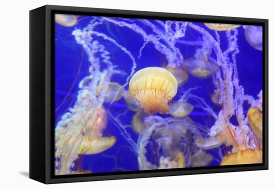 Pacific Sea Nettle Jellyfish, Chrysaora Fuscescens-steffstarr-Framed Stretched Canvas