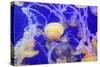 Pacific Sea Nettle Jellyfish, Chrysaora Fuscescens-steffstarr-Stretched Canvas