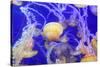 Pacific Sea Nettle Jellyfish, Chrysaora Fuscescens-steffstarr-Stretched Canvas