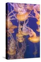 Pacific Sea Nettle Jellyfish, Chrysaora Fuscescens-steffstarr-Stretched Canvas