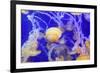 Pacific Sea Nettle Jellyfish, Chrysaora Fuscescens-steffstarr-Framed Photographic Print