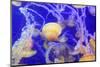 Pacific Sea Nettle Jellyfish, Chrysaora Fuscescens-steffstarr-Mounted Photographic Print