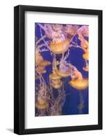 Pacific Sea Nettle Jellyfish, Chrysaora Fuscescens-steffstarr-Framed Photographic Print