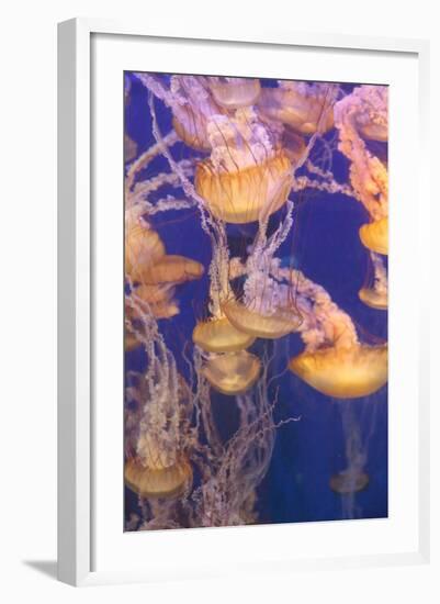 Pacific Sea Nettle Jellyfish, Chrysaora Fuscescens-steffstarr-Framed Photographic Print