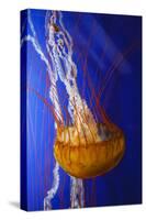 Pacific Sea Nettle Marine Life, Oregon Coast Aquarium, Newport, Oregon, USA-Rick A^ Brown-Stretched Canvas