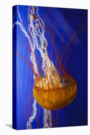 Pacific Sea Nettle Marine Life, Oregon Coast Aquarium, Newport, Oregon, USA-Rick A^ Brown-Stretched Canvas