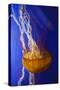 Pacific Sea Nettle Marine Life, Oregon Coast Aquarium, Newport, Oregon, USA-Rick A^ Brown-Stretched Canvas