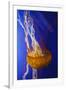 Pacific Sea Nettle Marine Life, Oregon Coast Aquarium, Newport, Oregon, USA-Rick A^ Brown-Framed Premium Photographic Print