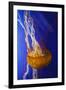 Pacific Sea Nettle Marine Life, Oregon Coast Aquarium, Newport, Oregon, USA-Rick A^ Brown-Framed Premium Photographic Print