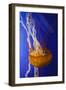 Pacific Sea Nettle Marine Life, Oregon Coast Aquarium, Newport, Oregon, USA-Rick A^ Brown-Framed Photographic Print