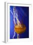 Pacific Sea Nettle Marine Life, Oregon Coast Aquarium, Newport, Oregon, USA-Rick A^ Brown-Framed Photographic Print