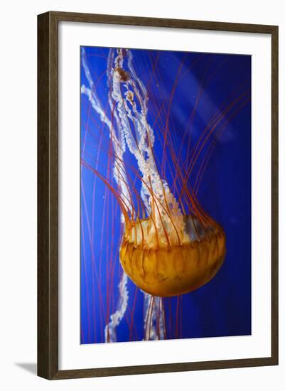 Pacific Sea Nettle Marine Life, Oregon Coast Aquarium, Newport, Oregon, USA-Rick A^ Brown-Framed Photographic Print