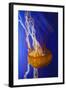 Pacific Sea Nettle Marine Life, Oregon Coast Aquarium, Newport, Oregon, USA-Rick A^ Brown-Framed Photographic Print