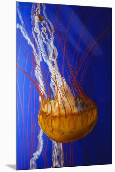 Pacific Sea Nettle Marine Life, Oregon Coast Aquarium, Newport, Oregon, USA-Rick A^ Brown-Mounted Premium Photographic Print