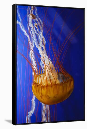 Pacific Sea Nettle Marine Life, Oregon Coast Aquarium, Newport, Oregon, USA-Rick A^ Brown-Framed Stretched Canvas