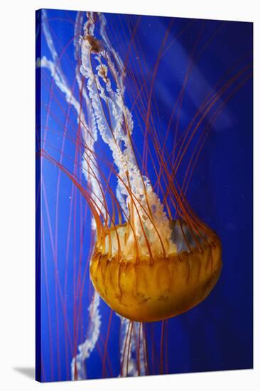 Pacific Sea Nettle Marine Life, Oregon Coast Aquarium, Newport, Oregon, USA-Rick A^ Brown-Stretched Canvas