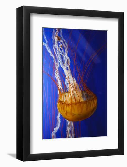 Pacific Sea Nettle Marine Life, Oregon Coast Aquarium, Newport, Oregon, USA-Rick A^ Brown-Framed Photographic Print
