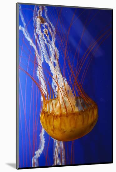 Pacific Sea Nettle Marine Life, Oregon Coast Aquarium, Newport, Oregon, USA-Rick A^ Brown-Mounted Photographic Print