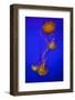 Pacific Sea Nettle Marine Life, Oregon Coast Aquarium, Newport, Oregon, USA-Rick A. Brown-Framed Photographic Print