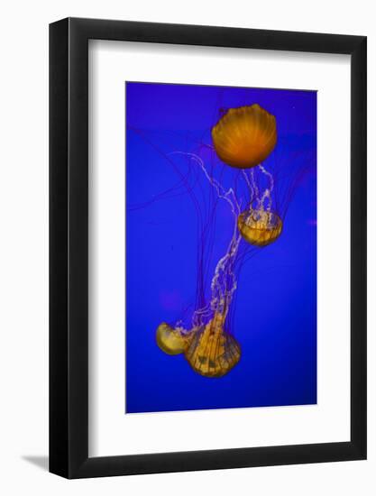 Pacific Sea Nettle Marine Life, Oregon Coast Aquarium, Newport, Oregon, USA-Rick A. Brown-Framed Photographic Print