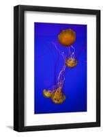 Pacific Sea Nettle Marine Life, Oregon Coast Aquarium, Newport, Oregon, USA-Rick A. Brown-Framed Photographic Print