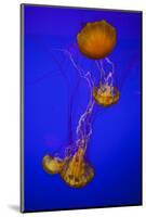 Pacific Sea Nettle Marine Life, Oregon Coast Aquarium, Newport, Oregon, USA-Rick A. Brown-Mounted Photographic Print