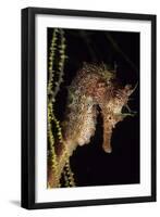 Pacific Seahorse (Hippocampus Ingens) Galapagos Islands, East Pacific Ocean-Franco Banfi-Framed Premium Photographic Print