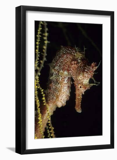 Pacific Seahorse (Hippocampus Ingens) Galapagos Islands, East Pacific Ocean-Franco Banfi-Framed Premium Photographic Print