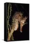 Pacific Seahorse (Hippocampus Ingens) Galapagos Islands, East Pacific Ocean-Franco Banfi-Framed Stretched Canvas