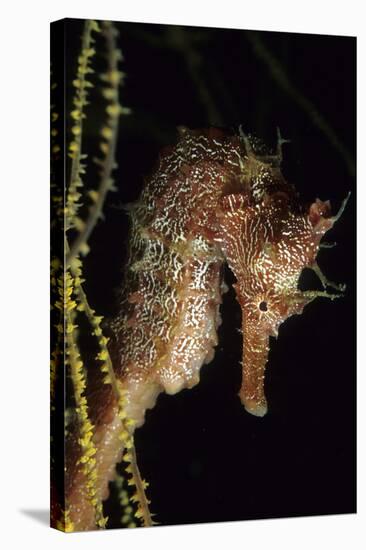 Pacific Seahorse (Hippocampus Ingens) Galapagos Islands, East Pacific Ocean-Franco Banfi-Stretched Canvas