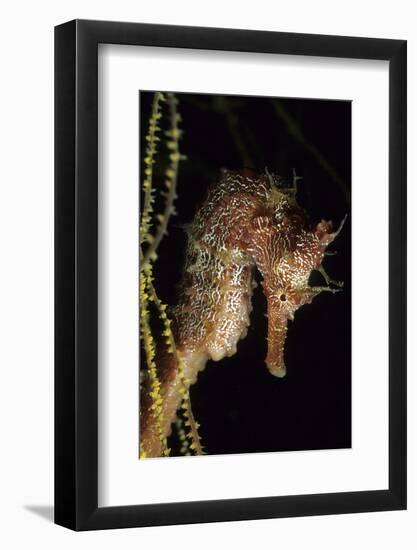 Pacific Seahorse (Hippocampus Ingens) Galapagos Islands, East Pacific Ocean-Franco Banfi-Framed Photographic Print