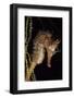 Pacific Seahorse (Hippocampus Ingens) Galapagos Islands, East Pacific Ocean-Franco Banfi-Framed Photographic Print